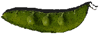 Legume Logo